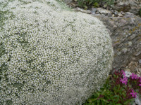 /album/fotogalerie-nabidka/arenaria-alfacariensis-kv-jpg/